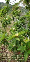 Foetida mauritiana- Bois puant