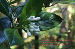 Gaertnera vaginata- Losto café- Rubiaceae- B
