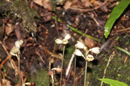 Gastrodia similis- Orchidacée - I