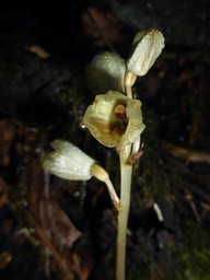 Gastrodia similis