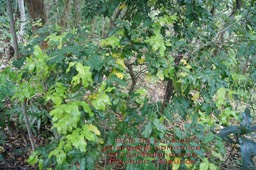 Grangeria borbonica- Bois de punaise- Chrysobalanaceae- BM