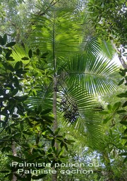 Hyophorbe indica- Palmiste poison ou Palmiste cochon- Arecaceae- B