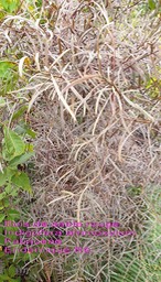 Indigofera ammoxylum- Bois de sable rouge- Fabaceae- B