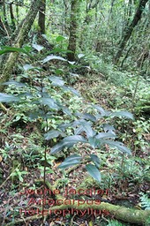 Jacquier - Artocarpus heterophyllus- Moracée-exo