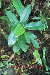 Jacquier - Artocarpus heterophyllus - Moracée - exo