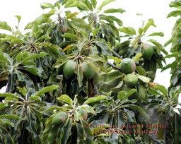 Mimusops balata- Fruits