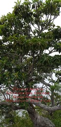 Mimusops balata- Sapotaceae- BM