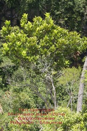 Molinaea alternifolia - Tan Georges- Sapindaceae- BM