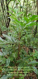 Molinaea alternifolia- Masc