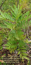 Molinaea alternifolia- Tan Georges- Sapindaceae- Masc