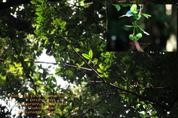 Myonima obovata- Bois de prune rat - Rubiaceae- BM