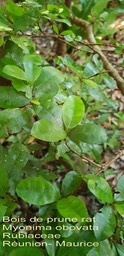 Myonima obovata- Bois de prune rat ou prune marron- BM