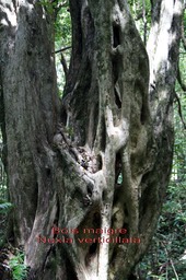 Nuxia verticillata- Son tronc très âgé