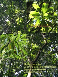 Ochrosia borbonica - Bois jaune- Apocynaceae-B