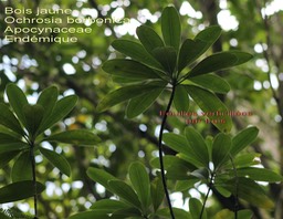 Ochrosia borbonica- Bois jaune- Apocynaceae- BM