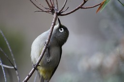 Oiseau lunette vert- Zosterops olivacea ou olivaceus - Protégé-Randos marronnes
