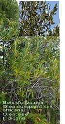 Olea europaea var africana- Bois d'olive noir- Oleaceae- I