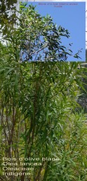 Olea lancea- Bois d'olive blanc- Oleaceae- Indigène