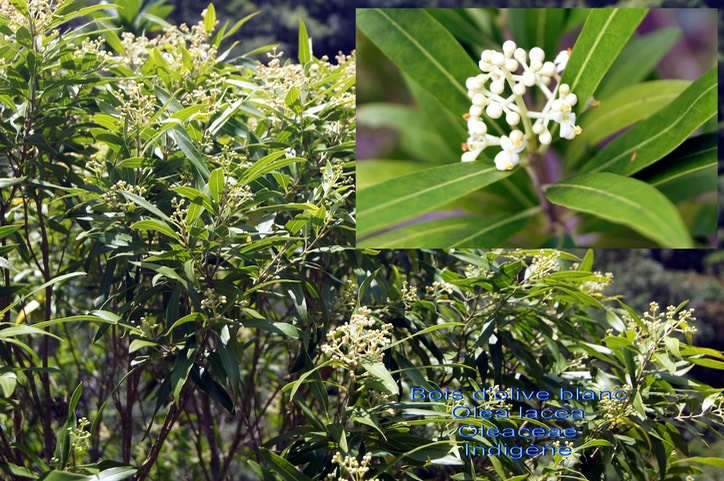 Olea lancea-Bois d'olive blanc- Oleaceae- Indigène