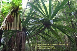 Pandanus purpurascens- Pandanaceae- B