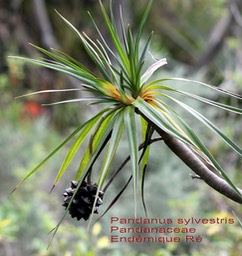 Pandanus sylvestris- B