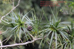 Pandanus sylvestris- Petit pimpin- Pandanaceae- B
