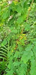 Pétèze ou Ti-pomme- Breynia retusa