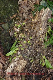 Petit carambole- Bulbophyllum sp