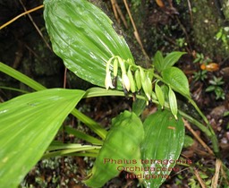 Phaius tetragonus- Orchidacée- I