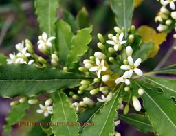 Pittosporum senacia- Les fleurs