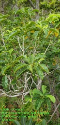 Pittosporum senacia var senacia- Joli coeur- Pittosporaceae- Masc