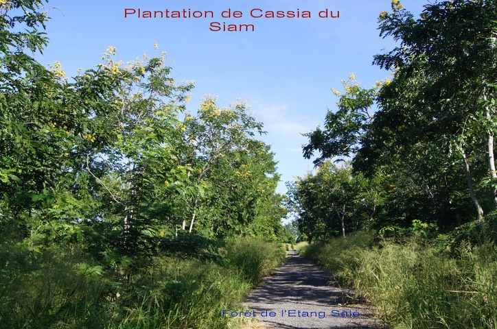 plantation-de-cassia-du_med_hr