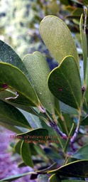 Pleurostylia  pachyphloea- Bois d'olive gros peau- Celastraceae- B
