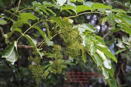 Polyscias repanda- Bois de papaye- Araliaceae- B