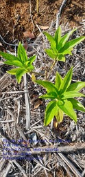 Pouzolzia laevigata-Bois de tension ou Bois de Fièvre- Urticaceae- Masc