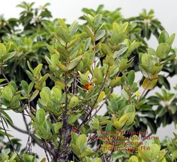 Pyrostria orbicularis- Bois Mussard- Rubiaceae- B