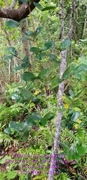 Pyrostria orbicularis- Bois Mussard- Rubiaceae- End