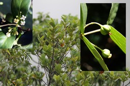 Pyrostria orbicularis- Fleurs et fruits