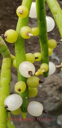 Rhipsalis - fruits