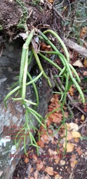 Rhipsalis baccifera- La perle- Cactaceae- I