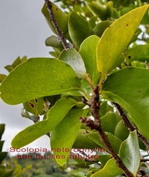Scolopia heterophylla- feuilles adultes
