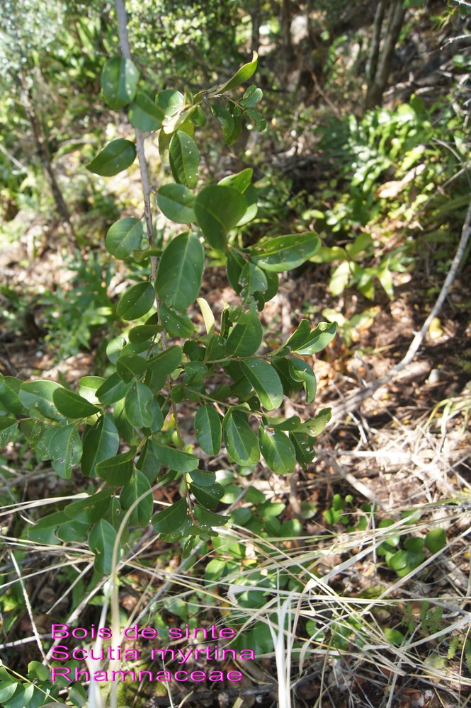 Scutia myrtina- Bois de sinte- Rhamnaceae