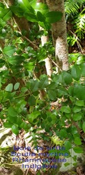 Scutia myrtina- Rhamnaceae- I