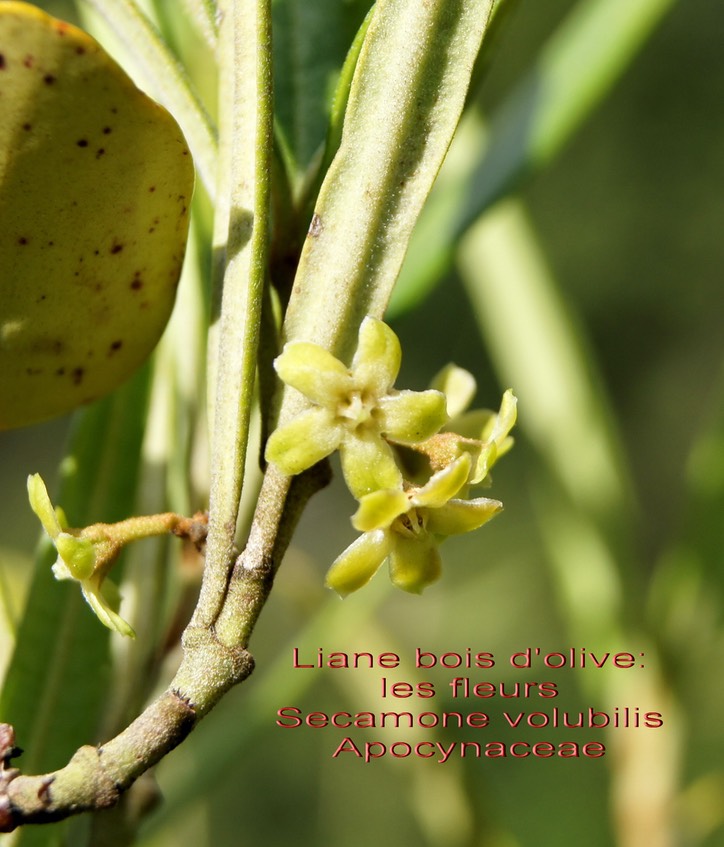 Secamone volubilis- les fleurs