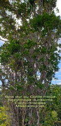Securinega durissima- Bois dur- Euphorbiaceae- Masc