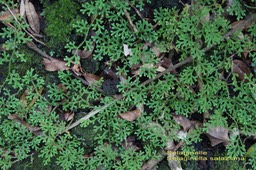 Sélaginelle- Selaginella salaziana
