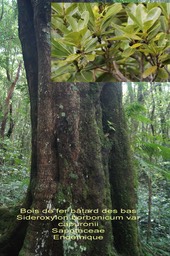 Sideroxylon borbonicum- Bois de fer bâtard- Sapotaceae- Endémique