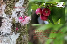 Syzygium cymosum- Bois de pomme rouge- Myrtaceae- BM