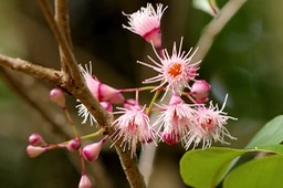 Syzygium cymosum- Fleurs