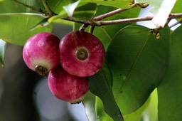 Syzygium cymosum- Fruits